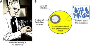 Figure 1 - (A) Sir Alexander Fleming at his laboratory bench in London (1943). (B) Fleming observed that a colony of a fungus (Penicillum notatum) contaminated a Petri dish that was inoculated with S. aureus, a dangerous bacterial pathogen. Interestingly, S. aureus was unable to grow in the area surrounding the colony of P. notatum. Fleming deduced that the fungus was producing something that killed S. aureus in the zone of inhibition.