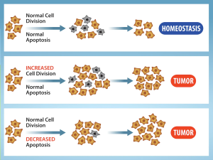 Cell Division and Apoptosis. In an adult organism, normal cell division is balanced by apoptosis (programmed cell death) to maintain a constant cell number in homeostasis. Either an increase in cell division or a decrease in apoptosis leads an increase in the number of cells and tumor formation. Credit: Rao, A. and Ryan, K. Department of Biology, Texas A&M University.