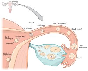 First Mitotic Event. The first mitotic event (termed cleavage) occurs after the oocyte is fertilized. In this process the zygote undergoes each stage of the cell cycle - growth, DNA duplication, and cytokinesis, resulting in the production of two identical daughter cells. These daughter cells continue to undergo cell cycling to produce a ball of cells which will eventually develop into an embryo.