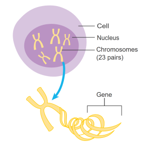 Human somatic cells contain 23 pairs of chromosomes whereas gametes (sperm and oocytes) contain 23 chromosomes.