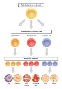 Totipotent embryonic stem cells (e.g., zygote and morula cells) are capable of developing into every cell type of a fully functioning embryo as well as the extra-embryonic tissues (e.g., placenta). There are three types of pluripotent stem cells (the endoderm, mesoderm and ectoderm lines) and they make up the cells of the inner cell mass of the blastocyst embryo. The endoderm line gives rise to the nervous tissue and skin. The mesoderm cells differentiate into muscle, bone and blood. The endoderm develops into the lungs and digestive organs. Multipotent stem cells are undifferentiated cells capable of dividing and differentiating into closely related cell types within specific tissues. Multipotent stem cells enable the replacement of old, dsyfunctional, or damaged cells in the body.