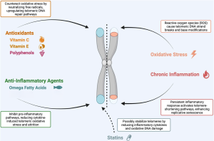 Figure. Telomere shortening with every cell division paradoxically provides both protection and also contributes to aging related tissue degeneration. When telomeres reach a critical length, the cells enter senescence or undergo apoptosis. This provides protection from the accumulation of genetic errors though also is linked to tissue degradation. It has been found that Chronic Inflammation and Oxidative Stress, depicted by an increase in free radicals (e.g., Reactive Oxidative Species, ROS) can lead to cellular and DNA damage DNA and telomere shortening. Antioxidants (e.g., vitamins C and E, and polyphenols) neutralize free radicals, reducing telomeric attrition. Similarly, anti-inflammatory agents (e.g., omega-3 fatty acids) as well as statins have been found to reduce inflammation and telomeric attrition.