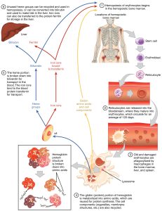 Erythrocyte Life Cycle