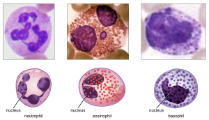 Three of the Four Granulocytes (Neutrophils, Eosinophils and Basophils). Granulocytes can be distinguished by the number of lobes in their nuclei and the staining properties of their granules.