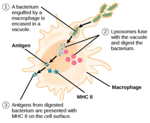 An APC, such as a macrophage, engulfs and digests a foreign bacterium. An antigen from the bacterium is presented on the cell surface in conjunction with an MHC II molecule. Lymphocytes of the adaptive immune response interact with antigen-embedded MHC II molecules to mature into functional immune cells.