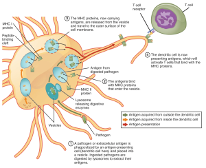 Antigen Processing and Presenting. In this figure, two pathways are shown through which a dendritic cell has acquired non-self antigens. (1) The green arrows, show a pathogen being phagocytosed (engulfed) by the APC into a vesicle called a phagosome, which fuses with a lysosome (an organelle filled with lytic enzymes that digest the pathogen releasing pathogen (non-self) antigens which are coupled to MHC-II molecules for display on the cell surface to CD8+ Cytotoxic T cells. (2) The orange arrows, show a pathogen (usually a virus or small bacteria) entering and infecting the APC, where protease enzymes digest the pathogen releasing pathogen (non-self) antigens which are coupled to MHC-I molecules for display on the cell surface to CD4+ Helper T cells.