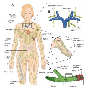 (A) The lymphatic system includes the primary and secondary lymphoid organs and a series of lymphatic vessels, providing a one-way drainage route from all tissues back ultimately to the blood circulation via the great veins in the neck. In the primary lymphoid organs (bone marrow and thymus) immune cell production and maturation takes place, whereas secondary lymphoid organs (lymph nodes, spleen, and mucosa associated lymphoid organs such as Peyer’s patch, tonsils and adenoids) are the sites for lymphocyte activation. The initial dermal lymphatic capillaries absorb interstitial material and fluid to make lymph which drains into lymphatic collectors. Lymph is pumped from the gut and lower half of the body to the cisterna chyli, a sac-like structure situated below the diaphragm, and then on to the thoracic duct. (B) The thoracic duct is responsible for the lymph drainage coming from most of the body with the exception of the right sides of the head and neck, the right side of the thorax and the right upper limb that drain primarily into the right lymphatic duct. Both ducts drain into the great veins of the neck. (C) The intricate dermal lymphatic capillary network drains downstream into the lymphatic collector vessels on route to the lymph nodes. (D) Oak leaf-shaped initial lymphatic capillary cells are connected via discontinuous junctions or buttons allowing the fluid to enter the system passively; the lymphatic collector endothelial cells, on the other hand, present with continuous junctions or zippers. Collectors differ from initial lymphatics by possessing intraluminal valves, smooth muscle cells (SMC) and a continuous basement membrane. Contractions of the lymphangions, the vessel segment between two valves, generate the pressure gradient ensuring the unidirectional flow of lymph. Image in (A) modified from OpenStax College under a CC BY 3.0 license. (C) modified from OpenLearn Create under a CC BY-NC-SA 4.0 license.