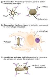 Antibodies may inhibit infection by (a) preventing the antigen from binding its target, (b) tagging a pathogen for destruction by macrophages or neutrophils, or (c) activating the complement cascade.