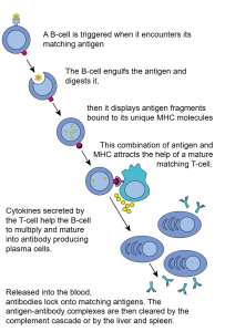 When a B cell encounters its triggering antigen, it gives rise to many large cells known as plasma cells. Every plasma cell is essentially a factory for producing an antibody. Each of the plasma cells descended from a given B cell manufactures millions of identical antibody molecules and pours them into the bloodstream.