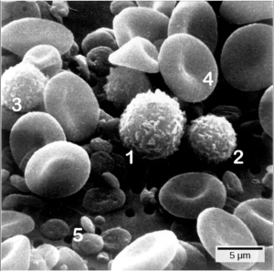 Cells of the blood include (1) monocytes, (2) lymphocytes, (3) neutrophils, (4) red blood cells, and (5) platelets. Note the very similar morphologies of the leukocytes (1, 2, 3). (credit: modification of work by Bruce Wetzel, Harry Schaefer, NCI; scale-bar data from Matt Russell)