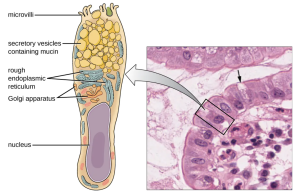 Goblet cells produce and secrete mucus. The arrows in this micrograph point to the mucus-secreting goblet cells (magnification 1600⨯) in the intestinal epithelium. Mucus consists of 95% water and 5% mix of proteins sugars, and salts. The mucins are sticky glycoproteins. IgA antibodies and enzymes (lysozyme and lactoferrin) help destroy bacteria and viruses.