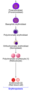 Erythropoiesis: begins with hemocytoblasts producing proerythroblasts that mature into erythroblasts → normoblasts reticulocytes erythrocytes. [1] In this diagram, the reticulocyte on the right shows characteristics when stained with methylene blue. [2] The erythrocyte on the right represents its appearance under a light microscope.