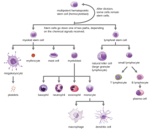 All the formed elements of the blood arise by differentiation of hematopoietic stem cells in the bone marrow.