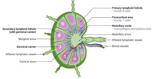 Lymph Node