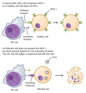 Natural killer (NK) cells are inhibited by the presence of the major histocompatibility cell (MHC) receptor on healthy cells. Cancer cells and virus-infected cells have reduced expression of MHC and increased expression of activating molecules. When a NK cell recognizes decreased MHC and increased activating molecules, it will kill the abnormal cell, typically by inducing apoptosis.