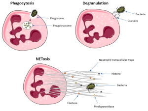 The killing mechanisms of neutrophils: phagocytosis, degranulation, and extracellular traps release.