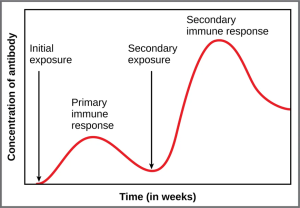In the primary response to infection, antibodies are secreted first from plasma cells. Upon reexposure to the same pathogen, memory cells differentiate into antibody-secreting plasma cells that output a greater amount of antibody for a longer period of time.