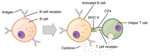 A B cell binds to a pathogen (non-self) antigen (yellow ball) on its B cell receptor (BCR, an IgD antibody) and phagocytoses it. The B cell then displays this non-self antigen on its MHC-II cell surface molecule. At this point the B cell is termed "sensitized". To become fully activated this B cell must next be bound by a Helper T cell that recognizes the same non-self antigen (yellow ball). Once both the TCR and CD4 receptors of the Helper T cell have confirmed this, the Helper T cell releases cytokines that stimulate this B cell to proliferate and produce daughter plasma cells and memory B cells.