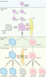 Lymphoid progenitors (immature T cells) migrate from the bone marrow to the thymic cortex. Here they develop through a number of intermediate stages termed double-negative (DN) 1 to 4 where the cells remain negative for both the CD4 and CD8 co-receptors. Between DN1-4, the immature T cells that express unique and functional TCR are nurtured, while those that do not undergo apoptosis ('death by neglect'). T cells then express both CD4 and CD8 receptors becoming double positive (DP) and go through a process called Positive Selection. In positive selection DP T cells are exposed to cortical thymic epithelial cells (cTEC) that are displaying self-antigens on MHC-I and MHC-II. DP T cells that preferentially bind to the MHC-I complex will then repress CD4 expression and express only CD8 receptors, becoming CD8+ SP (single positive) cells. Likewise, DP T cells that preferentially bind to the MHC-II complex will then repress CD8 expression and express only CD4 receptors, becoming CD4+ SP (single positive) cells. These CD4+ and CD8+ cells migrate into the medulla of the thymus where they undergo negative selection. In this process, both medullary TEC (mTEC) and APCs display a large array of self peptides on their MHC molecules. T cells that bind strongly to the self-antigen will undergo apoptosis. T cells that bind weakly will become Effector Cells (either CD8+ Cytotoxic T cells or CD4+ Helper T cells). T cell that bind moderately will become Regulatory T cells.