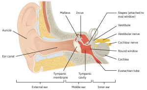 In the ears, cerumen (earwax) exhibits antimicrobial properties due to the presence of fatty acids, which lower the pH to between 3 and 5.