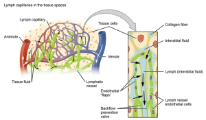 Lymphatic capillaries are interlaced with the arterioles and venules of the cardiovascular system. Collagen fibers anchor a lymphatic capillary in the tissue (inset). Interstitial fluid slips through spaces between the overlapping endothelial cells that compose the lymphatic capillary.