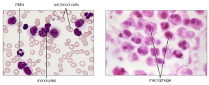 Monocytes are large, agranular white blood cells with a nucleus that lacks lobes. When monocytes leave the bloodstream, they differentiate and become macrophages with tissue-specific properties.