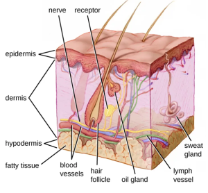 Sebum is also a food source for resident microbes that produce oleic acid,
