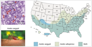 The Zika virus is an enveloped virus transmitted by mosquitoes, especially Aedes aegypti. The range of this mosquito includes much of the United States, from the Southwest and Southeast to as far north as the Mid-Atlantic. The range of A. albopictus, another vector, extends even farther north to New England and parts of the Midwest.