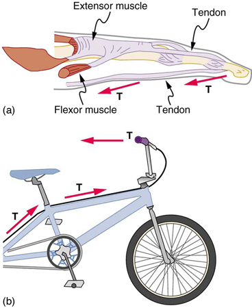 The internal structure of a finger with tendon, extensor muscle, and flexor muscle is shown. The force in the muscles is shown by arrows pointing along the tendon. In the second figure, part of a bicycle with a brake cable is shown. Three tension vectors are shown by the arrows along the brake cable, starting from the handle to the wheels. The tensions have the same magnitude but different directions.