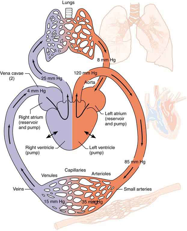 The figure shows the circulatory system in the human body. The figure shows the right atrium and the left atrium, right ventricle and the left ventricle of the heart. The heart consists of two pumps—the right side forcing blood through the lungs and the left causing blood to flow through the rest of the body.