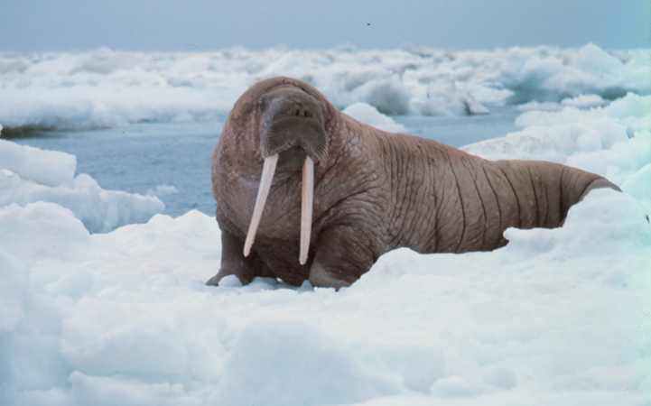 The figure shows a walrus on an ice bank near the water. The tusks the walrus are visible.