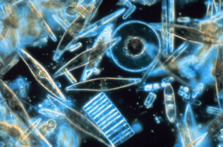 A magnified image of tiny phytoplankton swimming among the crystal of ice.[