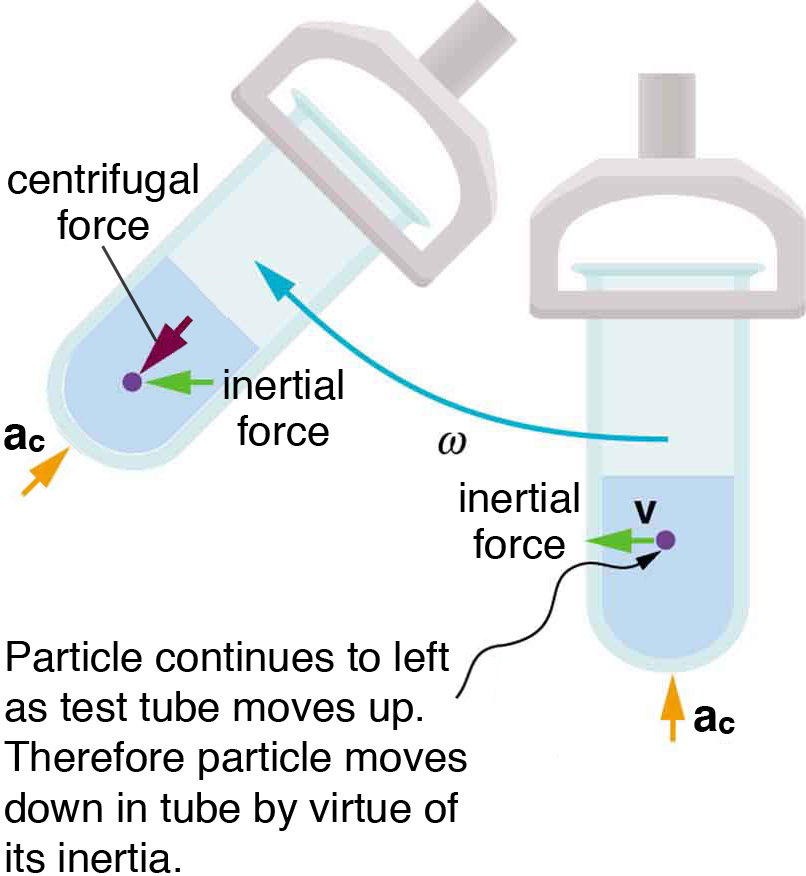 A test tube is fitted in a centrifuge. The centrifuge is rotating toward the left. The inertial force vector on a particle inside the liquid is directed toward the left. The centrifugal force is directed toward the bottom of the test tube. The angular velocity is marked as omega.