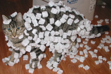 Cat covered in packing peanuts.