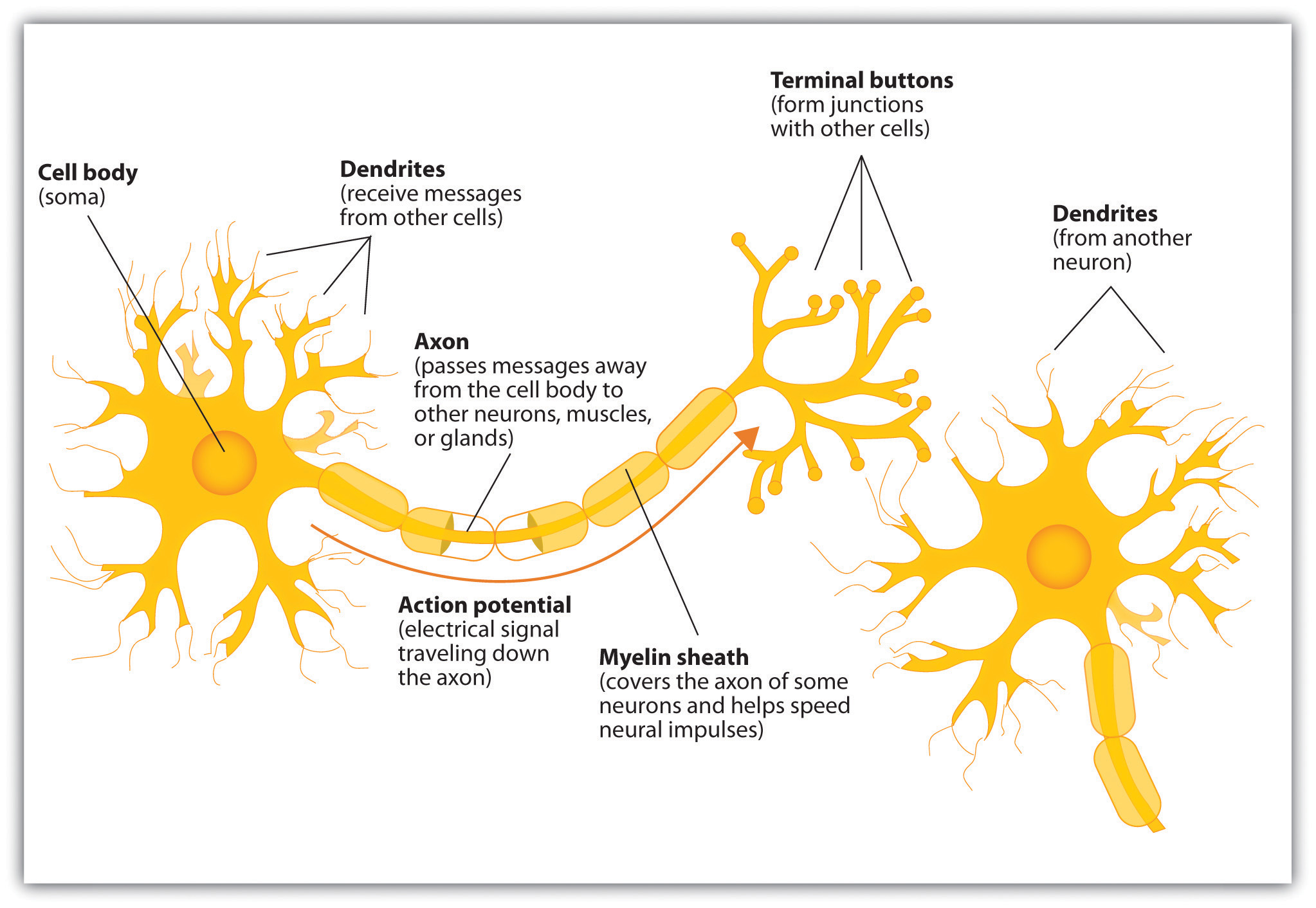 neurotransmitters and their functions chart