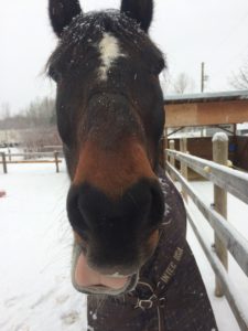 Rocky the horse making funny faces
