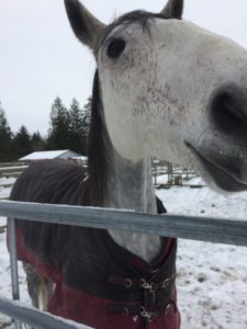 George the horse funny face