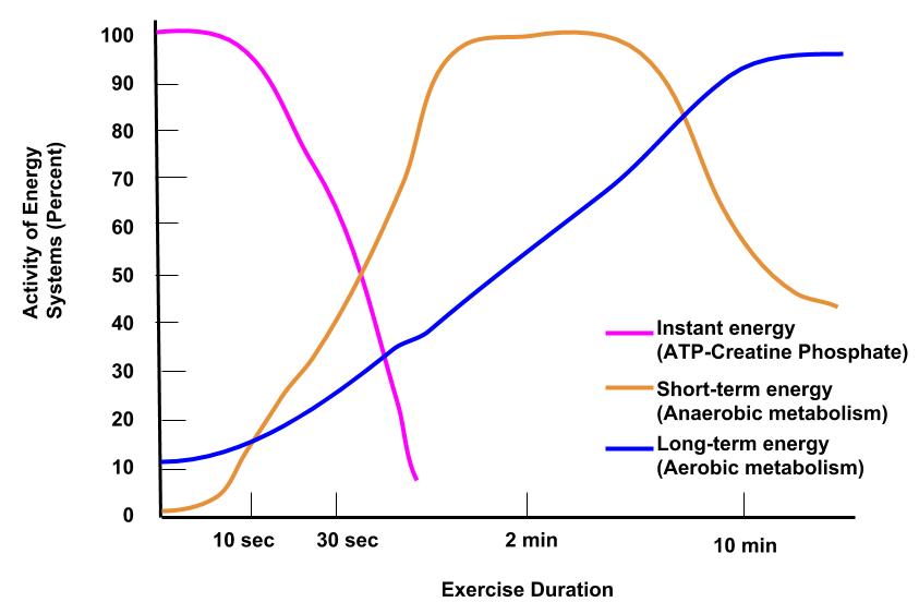 Short duration. Anaerobic Energy Production in exercise.