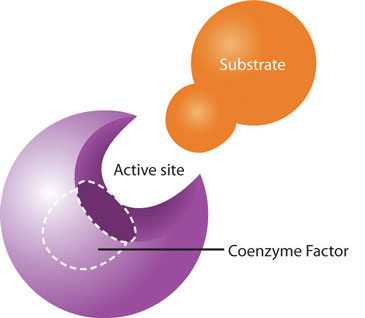 Enzyme and side for cofactor