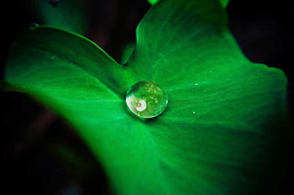 A leaf holding a droplet of water