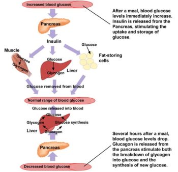 Digestion and Absorption of Carbohydrates – Human Nutrition