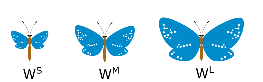 The three wing-size phenotypes of the blue-spot butterfly.