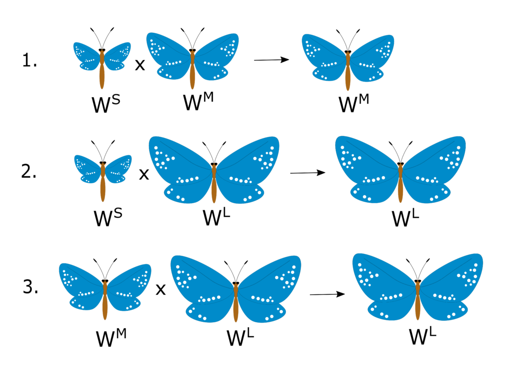 Test crosses to determine allele interactions. Crossing small-winged butterflies with medium-winged butterflies produces medium-winged offspring. Crossing small-winged and large-winged butterflies produces large-winged offspring. Crossing small-winged and large-winged butterflies produces large-winged offspring.