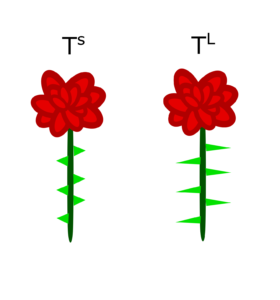 Two roses, one with the short-thorn phenotype, one with the long-thorn phenotype.