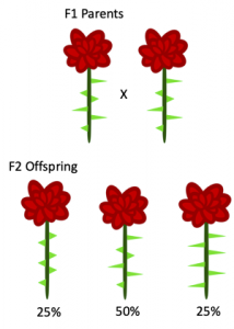 Monohybrid cross between two roses