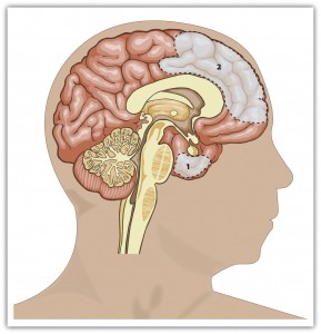 Figure 9.5 Key Brain Structures Involved in Regulating and Inhibiting Aggression