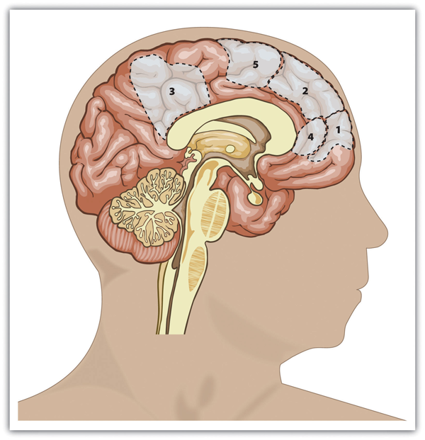 Areas of the brain the process information about the self