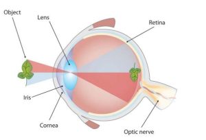 Sample Diagram of Human Eye