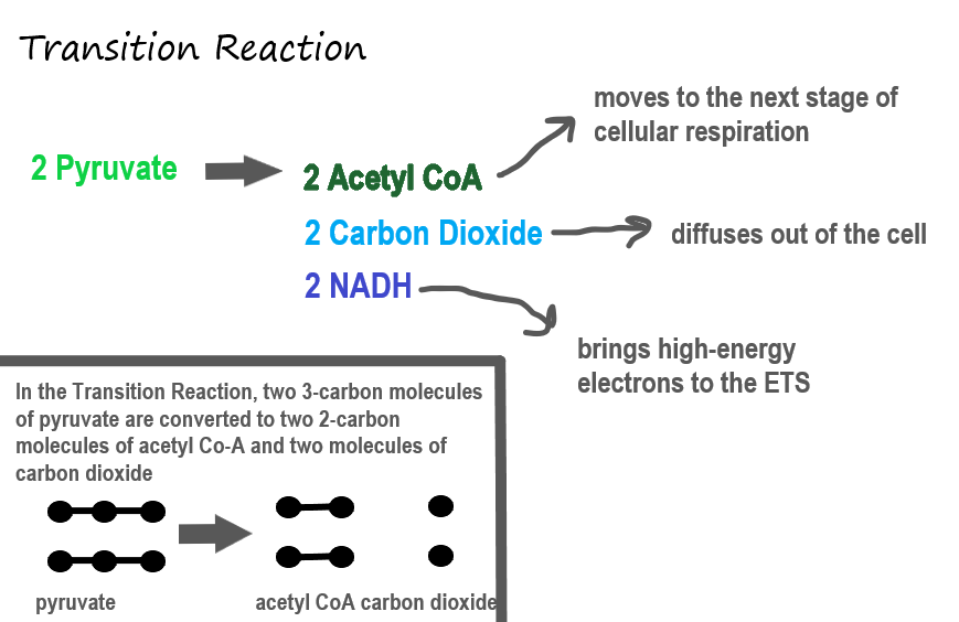 In the transition reaction, two molecules of pyruvate are converted to two molecules of acetyl coA and two molecules of carbon dioxide. The acetyl CoA moves to the Kreb's cycle, the carbon dioxide diffuses out of the cell, and two hydrogen atoms are carried on NADH to the ETS.