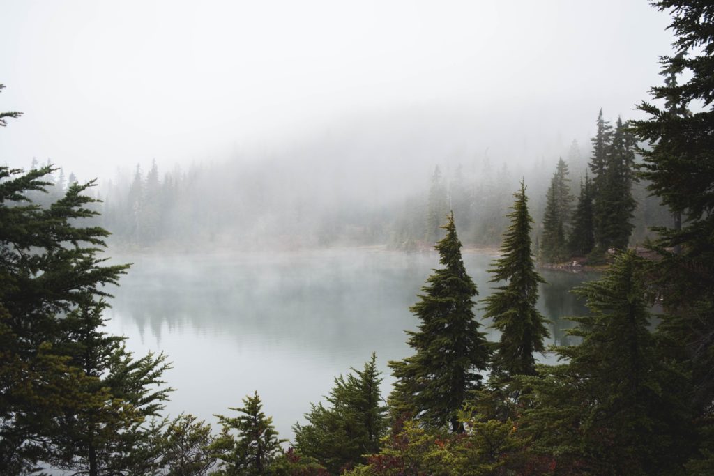 trees and a lake on a foggy day